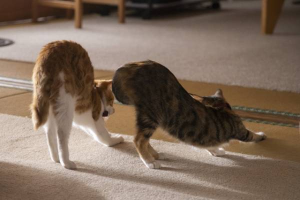 「ねこ物件」古川雄輝＆細田佳央太らと過ごす猫たち画像到着！予告編＆SPダイジェスト映像