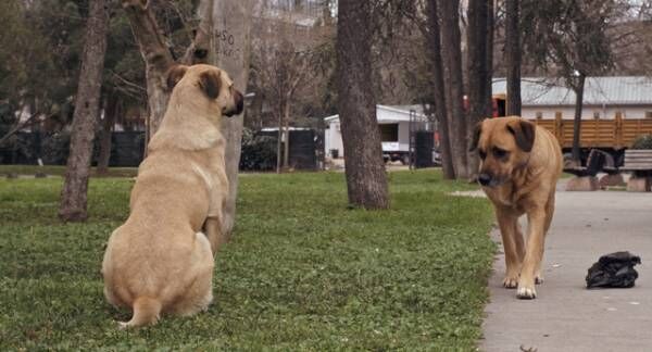 街に溶け込み、自由に駆け回る犬たち『ストレイ 犬が見た世界』本編冒頭映像