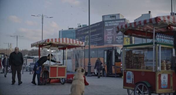 イスタンブールの観光名所を犬たちが悠々歩く『ストレイ 犬が見た世界』本編映像