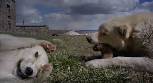 イスタンブールの観光名所を犬たちが悠々歩く『ストレイ 犬が見た世界』本編映像