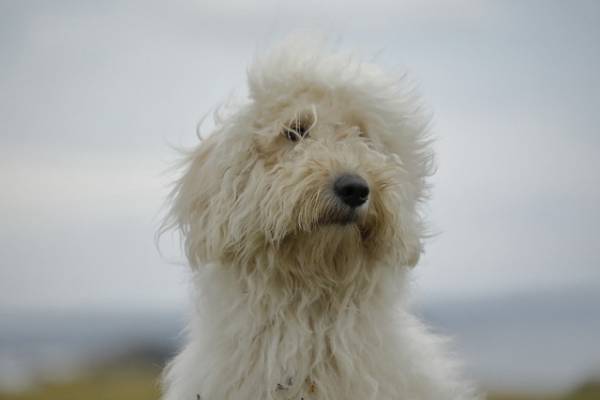 映画『ハウ』話題の俳優犬ベックの全力ダッシュや佇む“演技”も！撮影風景を入手