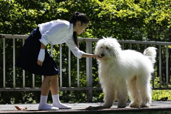 田中圭ら、俳優犬ベックとの絆とらえる『ハウ』オフショット映像