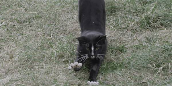 個性豊かな猫たち捉える『猫たちのアパートメント』場面写真 公開日は12月23日に