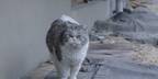 個性豊かな猫たち捉える『猫たちのアパートメント』場面写真 公開日は12月23日に