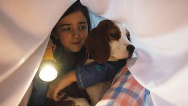 何度でも生まれ変わる感動作『僕のワンダフル・ジャーニー』地上波初放送