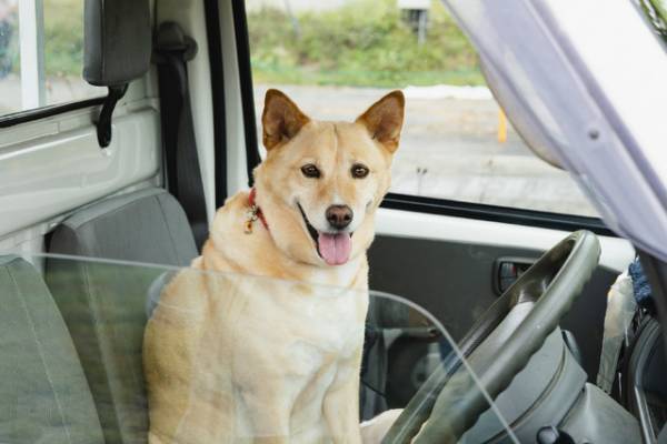 沢田研二“ツトム”の愛犬役、ユニークな起用理由が明らかに『土を喰らう十二ヵ月』メイキングスチル