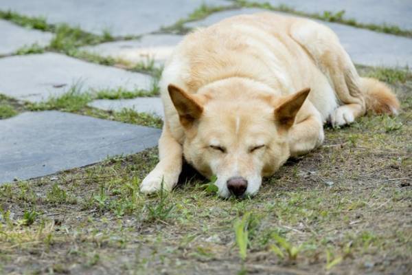 沢田研二“ツトム”の愛犬役、ユニークな起用理由が明らかに『土を喰らう十二ヵ月』メイキングスチル