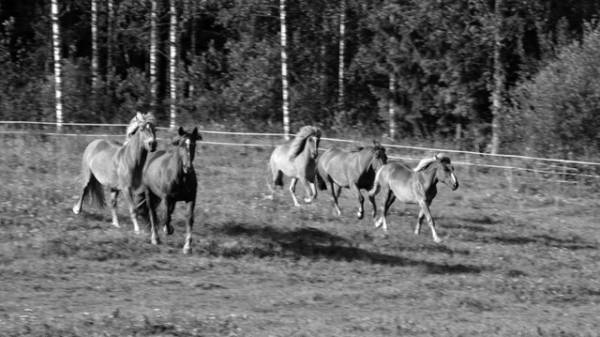 デザインの原点＆幼少期のエピソードも『マイヤ・イソラ 旅から生まれるデザイン』冒頭映像