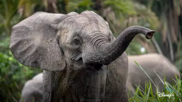 海の生き物やゾウ…動物の世界を覗く3作品、Disney+で配信