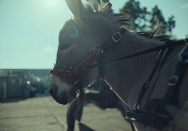 主人公の瞳に映るものとは…アカデミー賞ノミネート『EO イーオー』場面写真公開