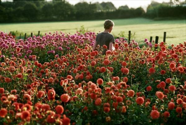 『CLOSE／クロース』色彩鮮やかな花畑を駆ける少年2人の冒頭映像解禁