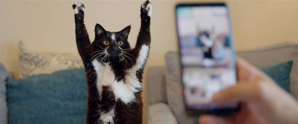 コロナ禍で「前向きな変化のきっかけに」全米大ヒットドキュメンタリー『猫と、とうさん』公開