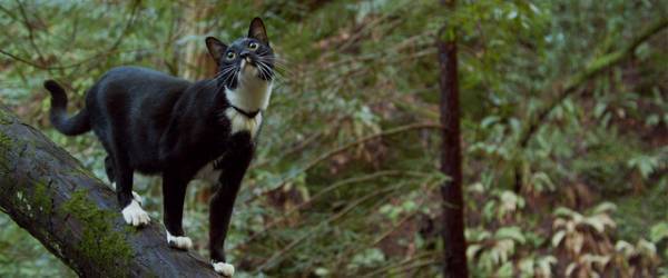 「お互いを思いやることの大切さを描いた」『猫と、とうさん』監督インタビュー公開