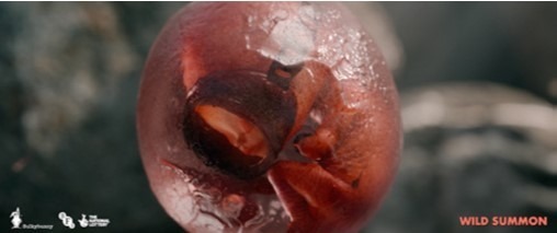 星空×ショートフィルム「SSFF & ASIA 2023 in ACHI」上映作品決定