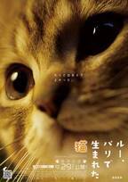 猫好き俳優・田中要次がナレーション『ルー、パリで生まれた猫』予告編2種類＆猫チラシ解禁