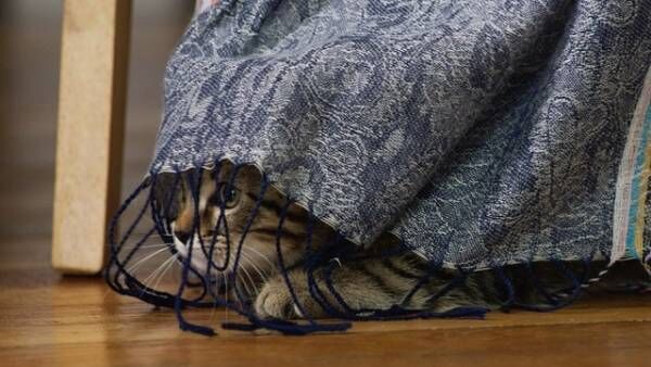 猫好き俳優・田中要次がナレーション『ルー、パリで生まれた猫』予告編2種類＆猫チラシ解禁