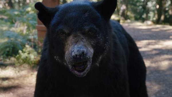 『コカイン・ベア』ハイになった森のクマさんだらけの場面カット一挙解禁