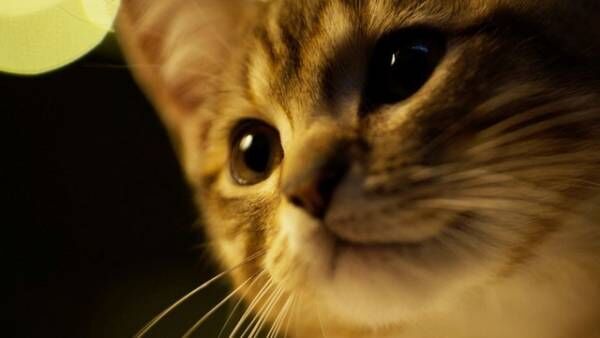 主人公の悲しみに寄り添う…キジトラ猫の“演技”とらえた『ルー、パリで生まれた猫』本編映像