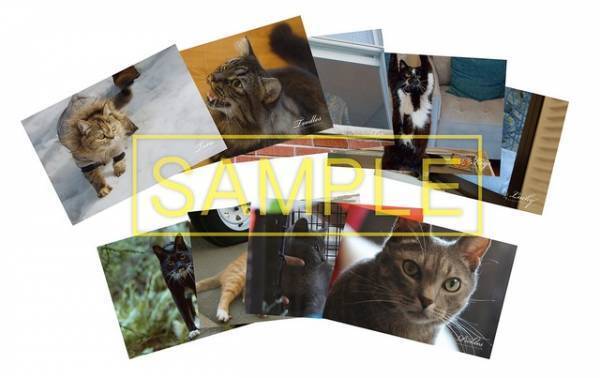 『猫と、とうさん』DVD12月リリース 映画から3年後の現在捉えた特典映像も収録