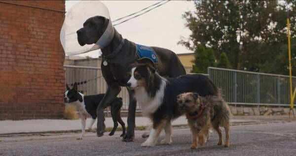 映画『スラムドッグス』監督「犬中心の環境を作り上げた」“ドッグ・ファースト”な撮影現場を収めた特別映像