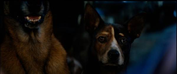 ケイレブ・ランドリー・ジョーンズは「熱心に準備」『DOGMAN ドッグマン』犬たちとの撮影秘話が明らかに