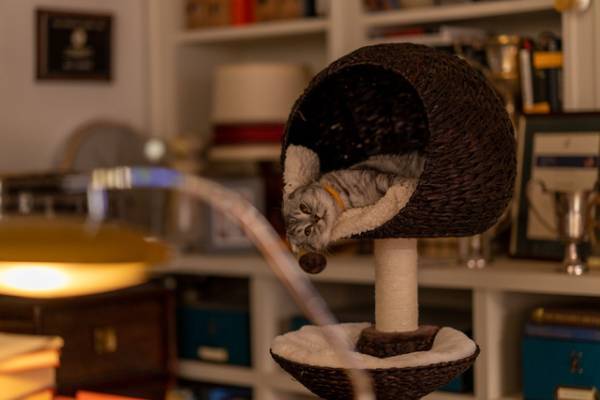 マシュー・ヴォーン監督の愛猫が重要キャラに『ARGYLLE』豪華俳優陣もメロメロ