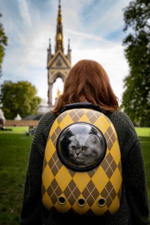 マシュー・ヴォーン監督の愛猫が重要キャラに『ARGYLLE』豪華俳優陣もメロメロ