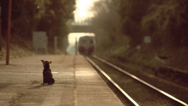 一匹の保護犬の感動の実話『石岡タロー』東京公開決定