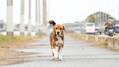 一匹の保護犬の感動の実話『石岡タロー』東京公開決定
