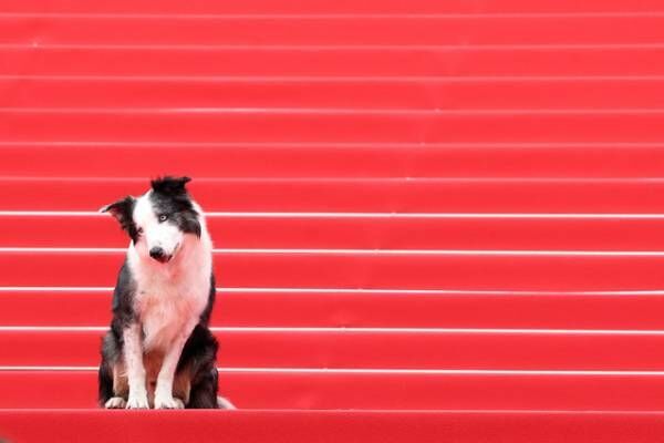 第77回カンヌ国際映画祭が開幕！昨年のパルムドール『落下の解剖学』の俳優犬メッシが登場、注目を浴びる