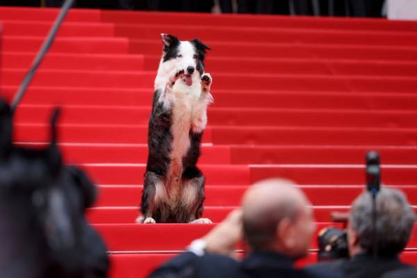 第77回カンヌ国際映画祭が開幕！昨年のパルムドール『落下の解剖学』の俳優犬メッシが登場、注目を浴びる