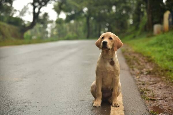 インド発、孤独な男と犬の人生再出発の旅が始まる『チャーリー』本予告