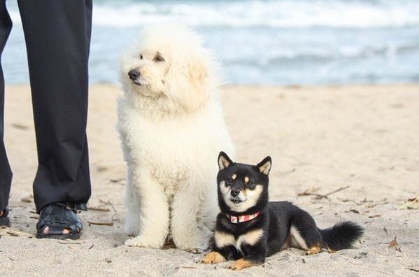 「中華街はファイトソング感」清原果耶“愛子”の横浜デートに視聴者からの反応多数…「初恋DOGs」2話