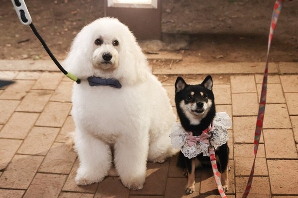 「救われた感じする」清原果耶“愛子”がナ・イヌ“ソハ”にかけた言葉に感動の声広がる「初恋DOGs」4話