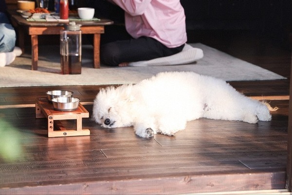 「良きです」「健気」…清原果耶“愛子”の“告白”に多くの反応集まる、「初恋DOGs」5話