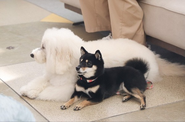 「かっこよかった」…清原果耶“愛子”のキスに視聴者から賛辞の声、「初恋DOGs」7話