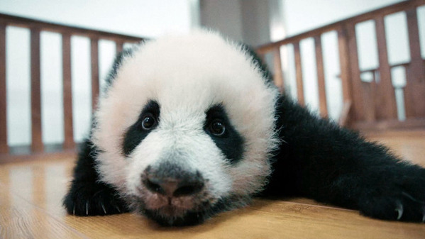 上野動物園のパンダはどこへ…中国ドキュメンタリー『パンダのすごい世界』予告編