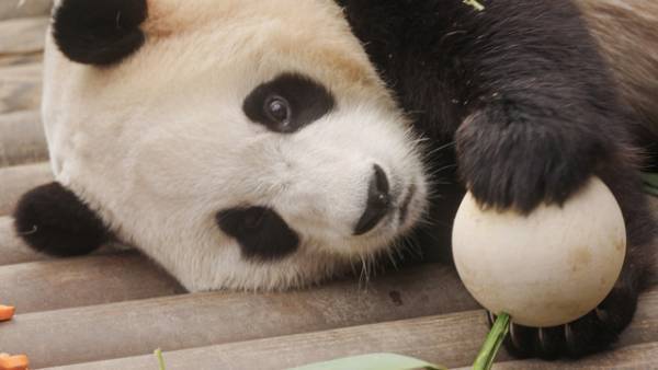 韓国で生まれたパンダと飼育員たちの感動の記録『私の親愛なるフーバオ』4月公開