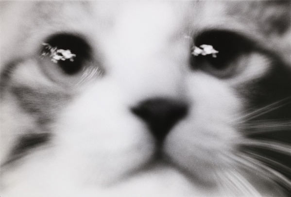 浅野忠信と猫『レイブンズ』本編映像＆名作「サスケ」写真が解禁