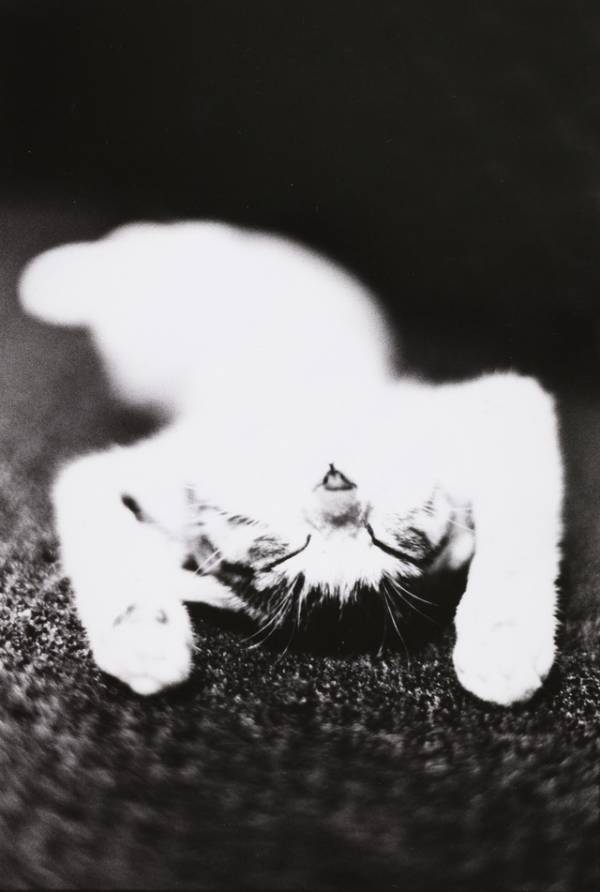 浅野忠信と猫『レイブンズ』本編映像＆名作「サスケ」写真が解禁