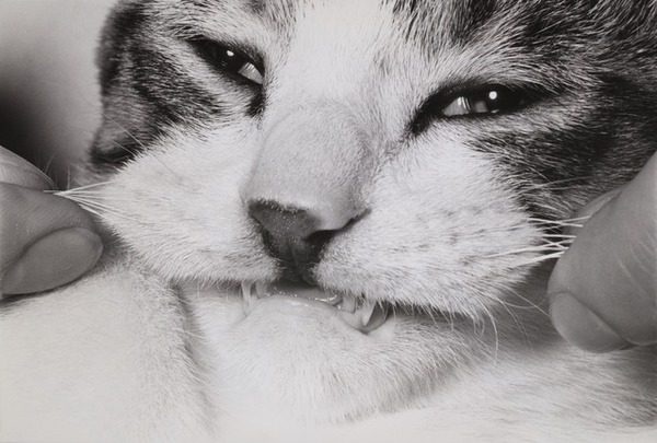 浅野忠信と猫『レイブンズ』本編映像＆名作「サスケ」写真が解禁