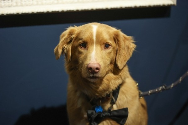 犬視点のホラー映画『GOOD BOY』の主演犬・インディがアストラ映画賞受賞 イーサン・ホーク、サリー・ホーキンスら退け「動物」として初の快挙