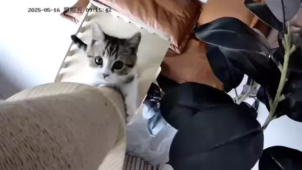 猫好き必見！かわいい“猫”の場面写真＆ぬりえが公開『CatVideoFest』