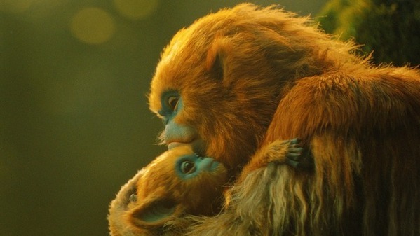 ふしぎな生き物・オチの生態に迫る、A24初の本格ファンタジー『OCHI！-オチ-』ネイチャードキュメンタリー風特別映像