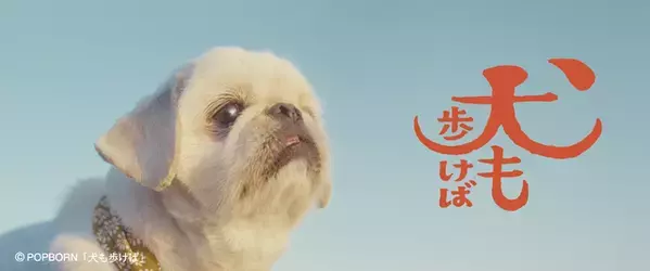 フォワー18万人超えの人気犬が前野朋哉と共演、短編映画『犬も歩けば』YouTubeにて公開