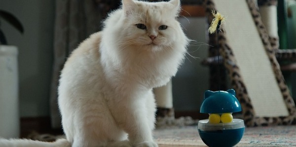 カタールの保護猫たちを大移送『猫たちと7000マイルの旅』監督インタビュー　入場者特典＆Tシャツ販売も決定