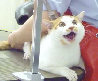 話題のケツドライヤー猫、実は元捨て猫だった