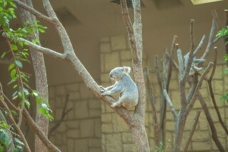 大阪府にある動物園をまとめてみた
