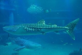 海遊館のジンベエザメ「天ちゃん」「遊ちゃん」、相次いで死亡