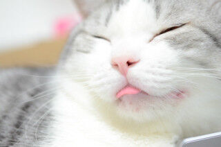 猫ってなんで舌をしまい忘れるの? 【証拠写真あり】